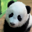 لوگو GUANGZHOU ZOO NEW BABY PANDA